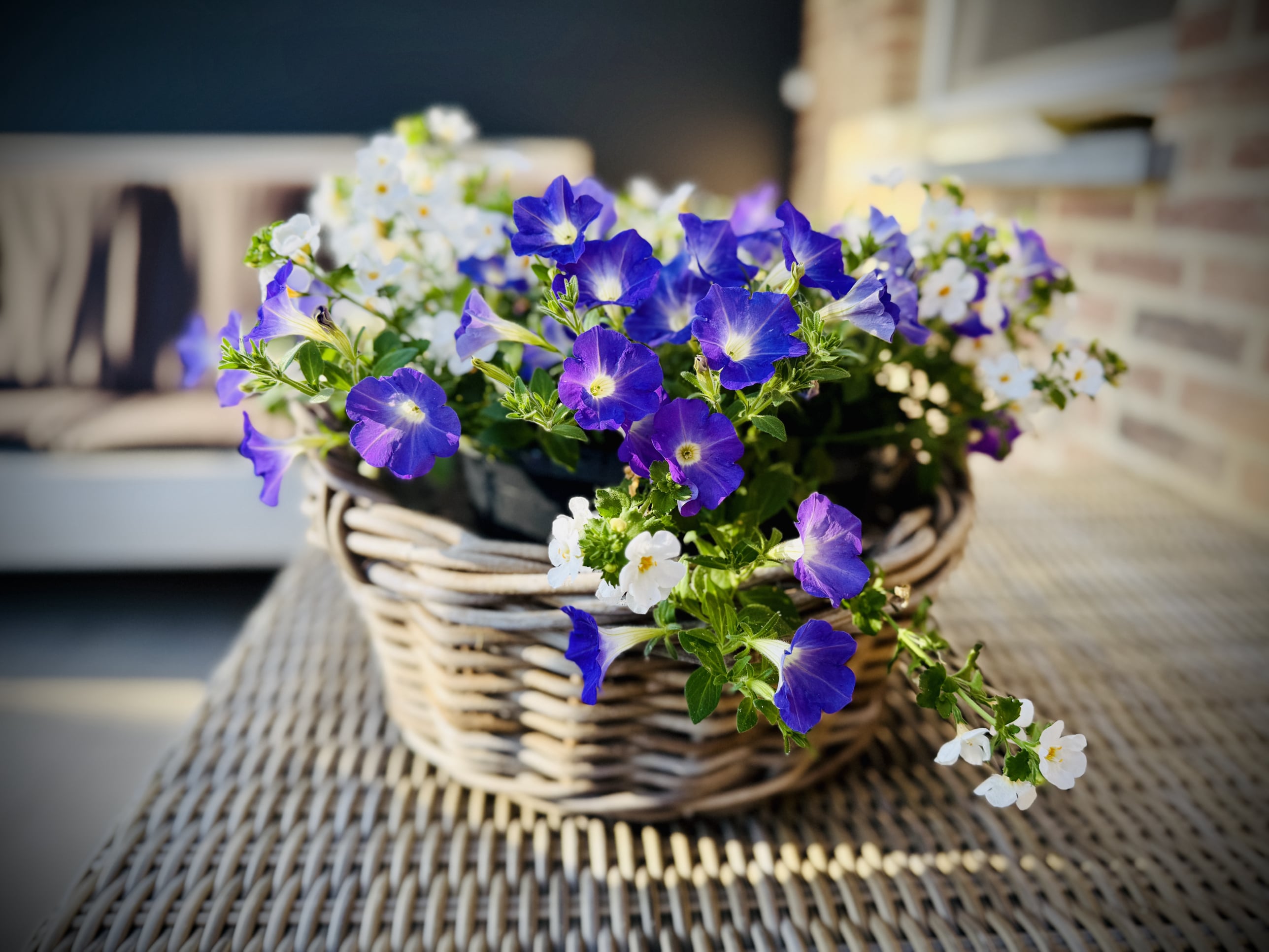 Vakantiehuis Cottage 9 Merksplas